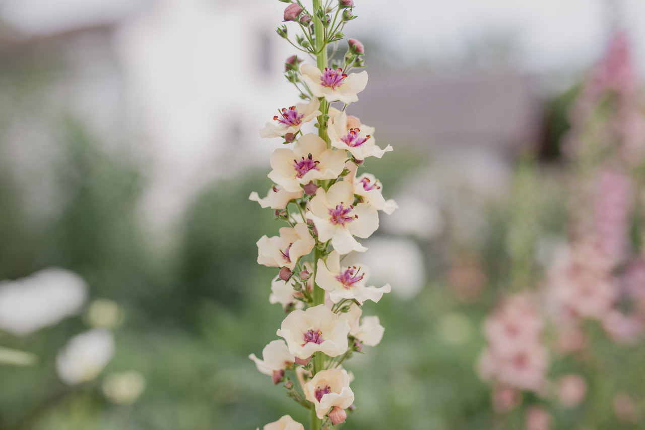 Kongelys Southern Charm, Loukykvět