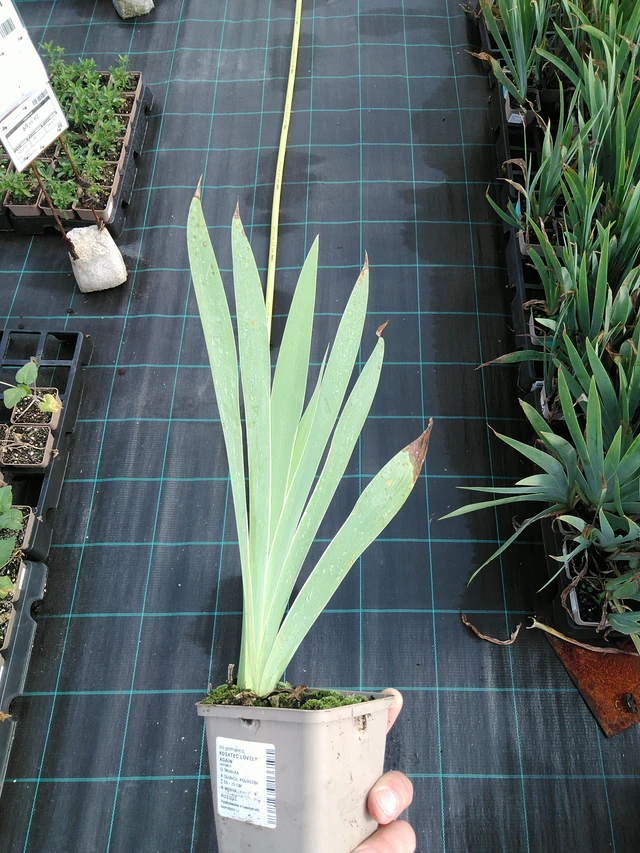 Kurjenmiekka Lovely Again - 24. 6. 2025