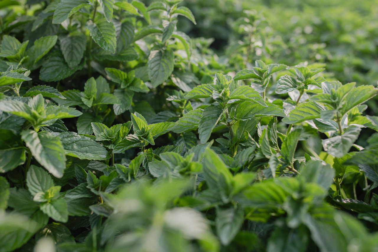 Menthe espagnole, Loukykvět