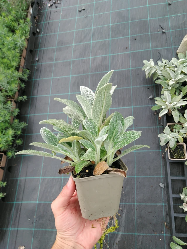 Nukkapähkämö Silver Carpet - 28. 7. 2025