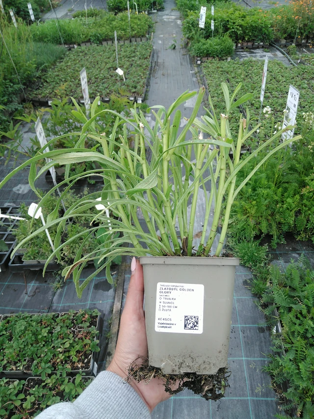 Piisku Golden Glory - 3. 6. 2026