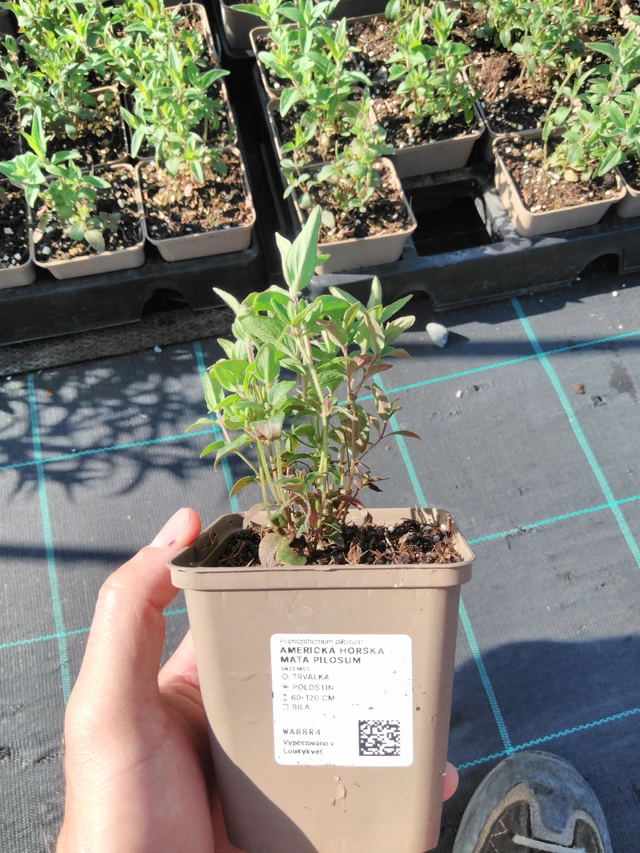 Menta de montaña americana Pilosum - 20. 6. 2025