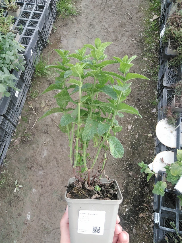 Menthe espagnole - 1. 8. 2025