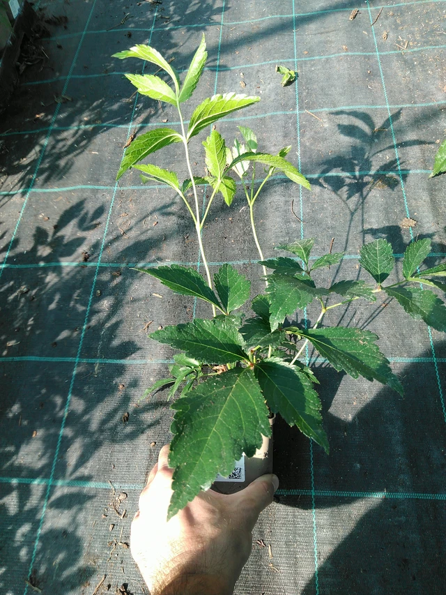 Jaloangervo Europa - 19. 8. 2025