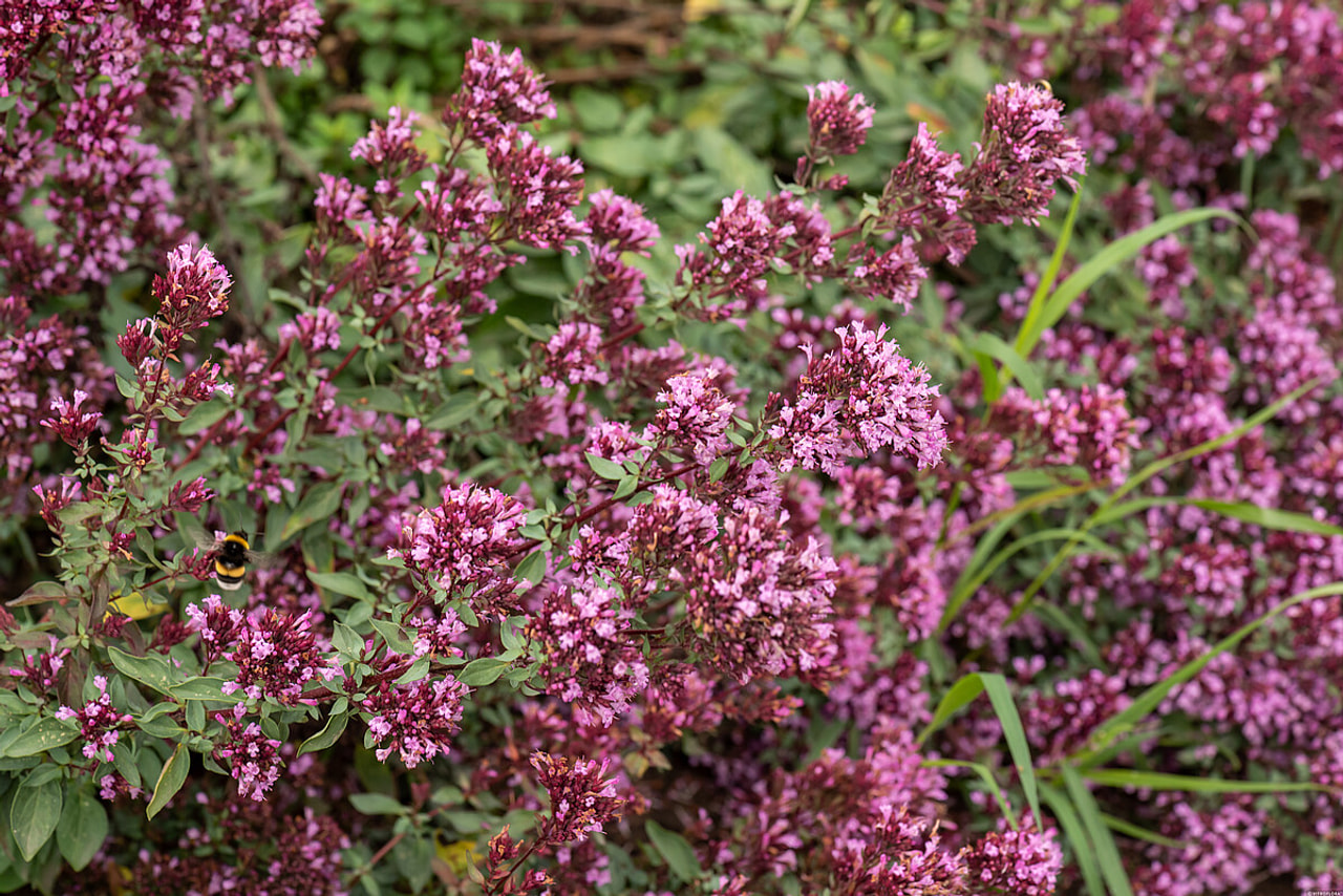 Oregano Herrenhausen, Loukykvět