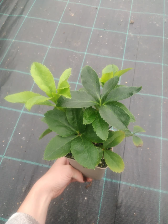 Jouluruusu Pretty Ellen Spotted - 2024