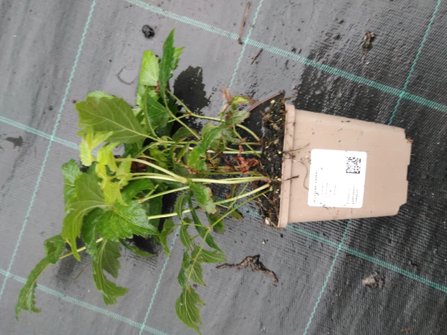 Jaloangervo Fanal - 10. 9. 2025