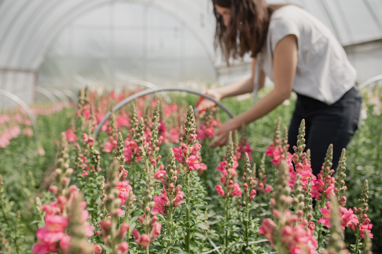 Leeuwenbek Costa Rose, Loukykvět