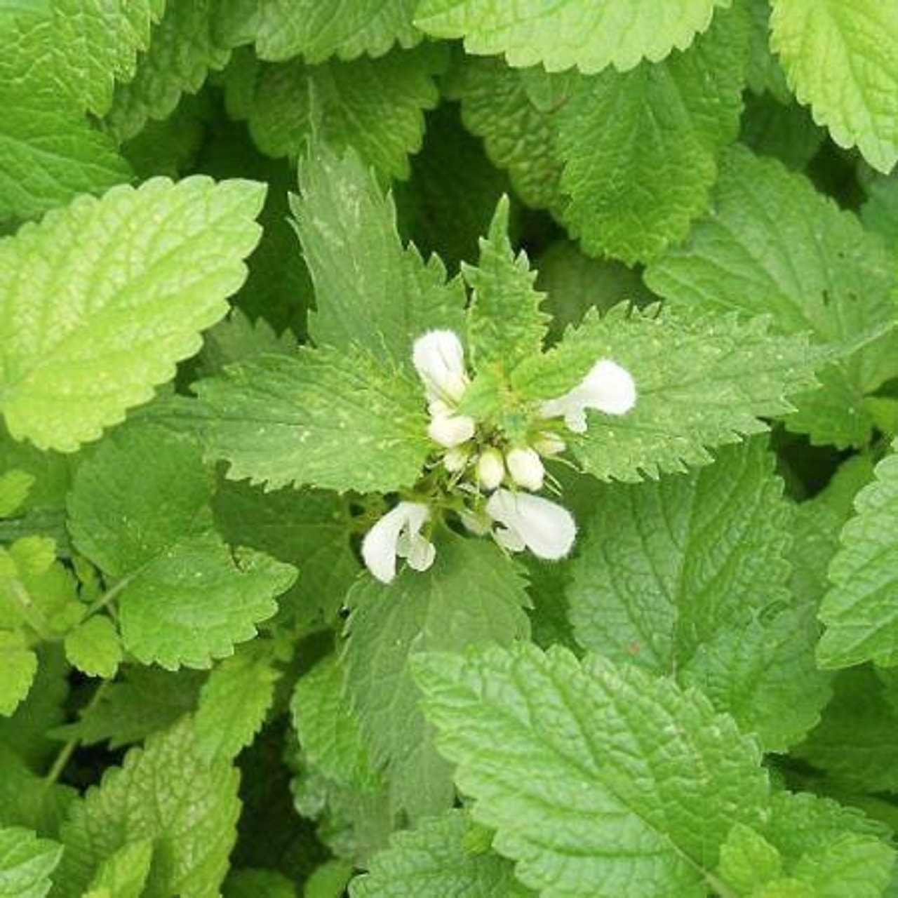 Lemon balm Limonii, Loukykvět