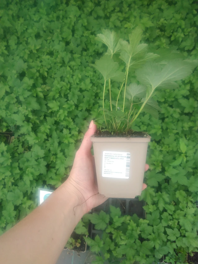 Hopeasyysvuokko Septemberglanz - 2024