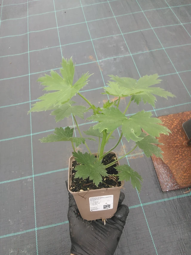 Espuela de caballero Highlander Moonlight - 4. 8. 2025