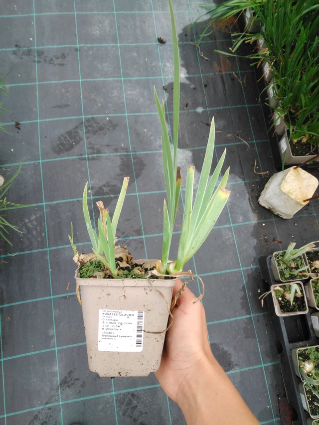 Kurjenmiekka Glacier - 10. 9. 2025