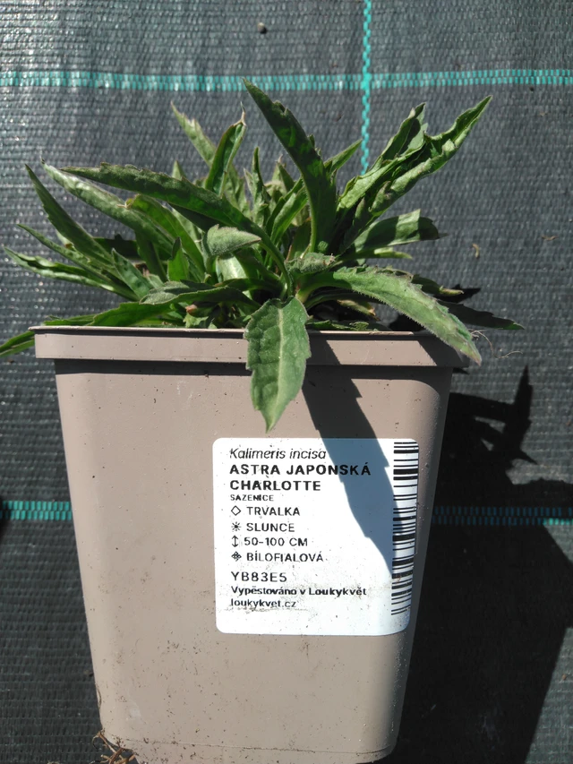 Aster japonés Charlotte - 3. 4. 2025