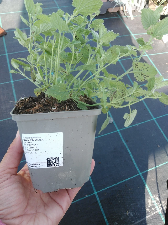 Kissanminttu Alba - 11. 9. 2025