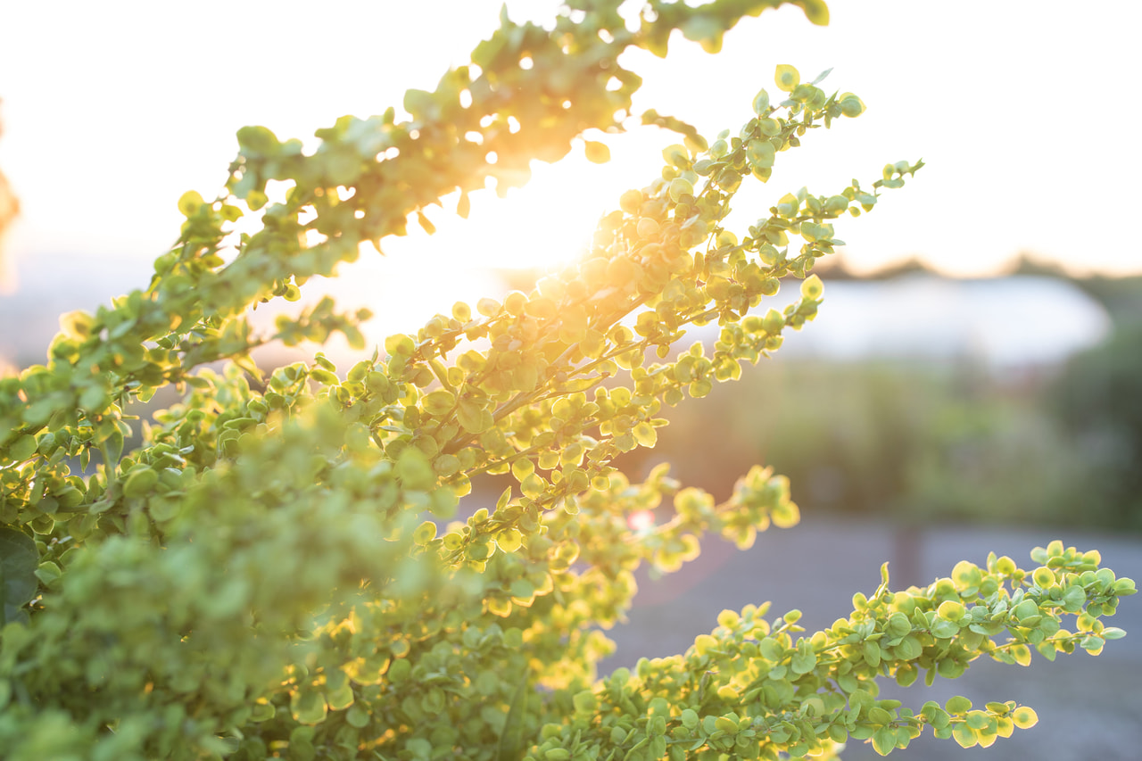 Tuinmelde Plume Green, Loukykvět