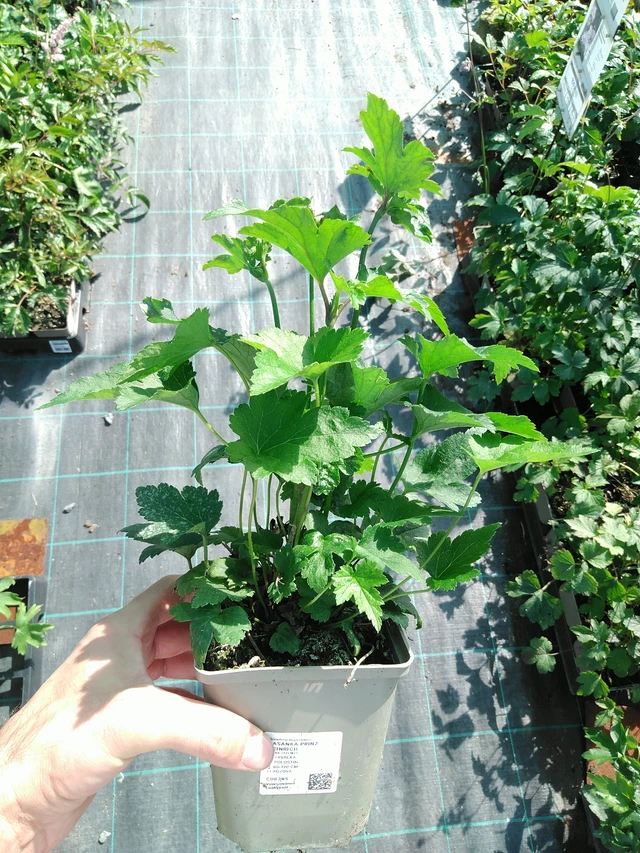 Syysvuokko Prinz Heinrich - 19. 8. 2025