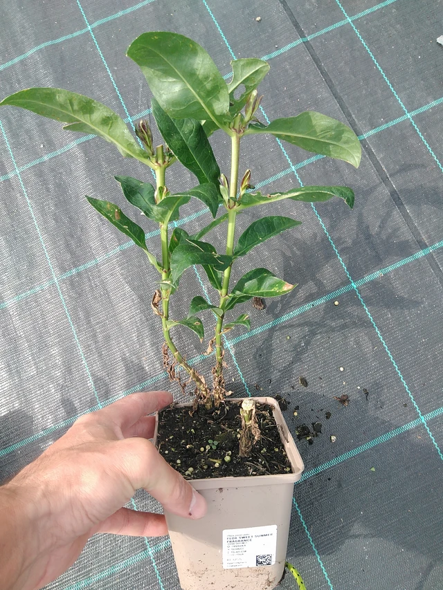 Syysleimu Sweet Summer Fragrance - 24. 6. 2025