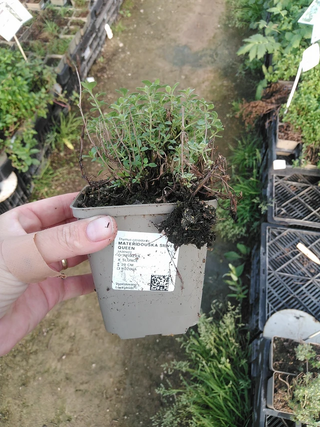 Sitruuna-ajuruoho Silver Queen - 19. 8. 2025