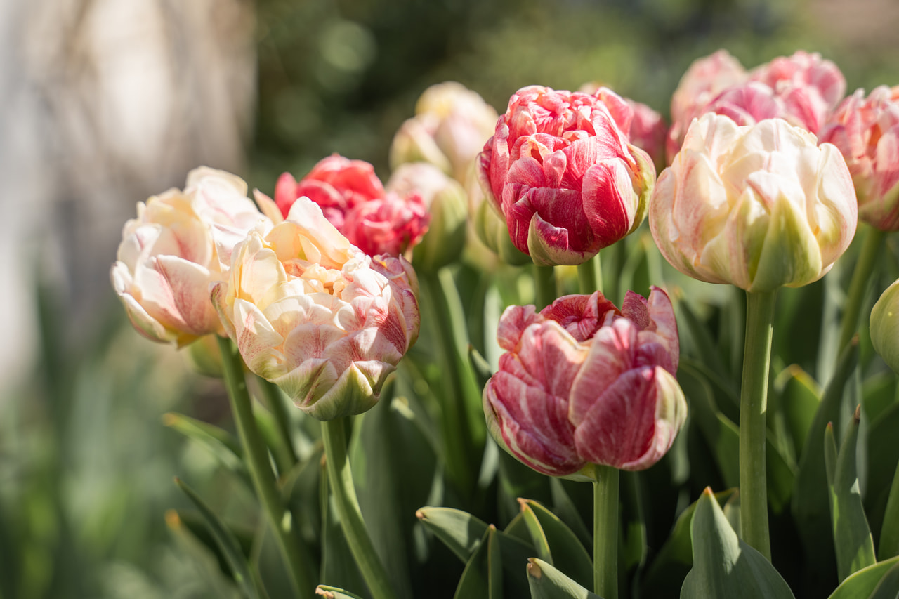 Tulipano Sprinkle Dip, Loukykvět