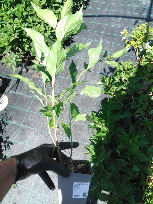 Syyshortensia Kyushu - 19. 8. 2025