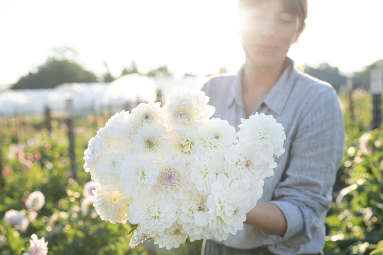 Dalia Eveline, Loukykvět