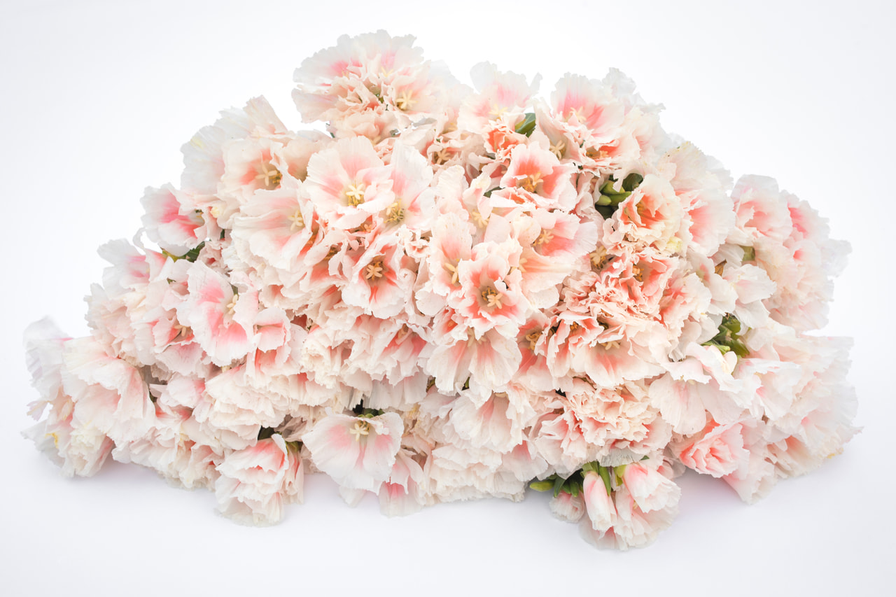 Clarkia Grace Shell Pink, Loukykvět