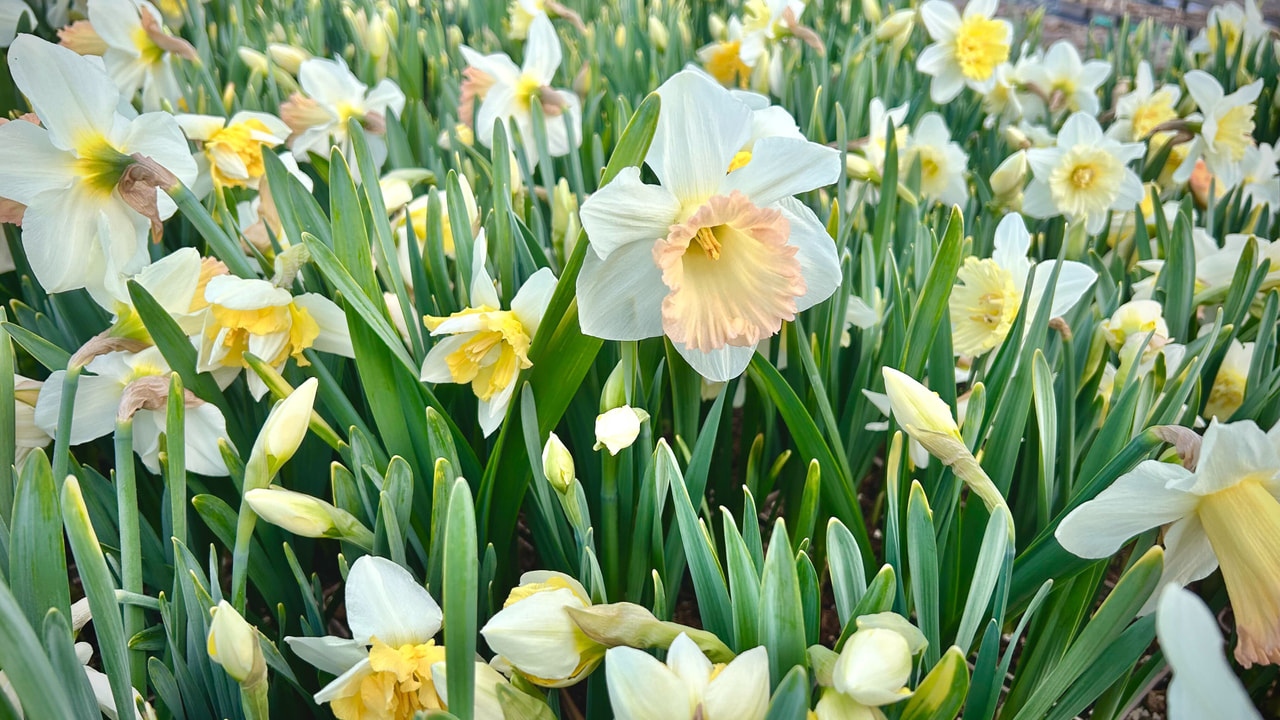 Narciso Mix, Loukykvět