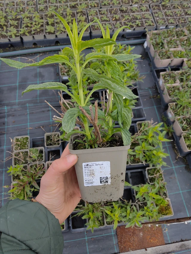 Tädyke Skyler White - 21. 4. 2026