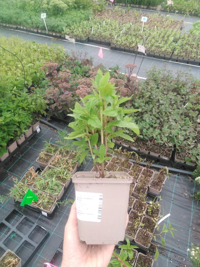 Punalatva Purple Bush - 2024