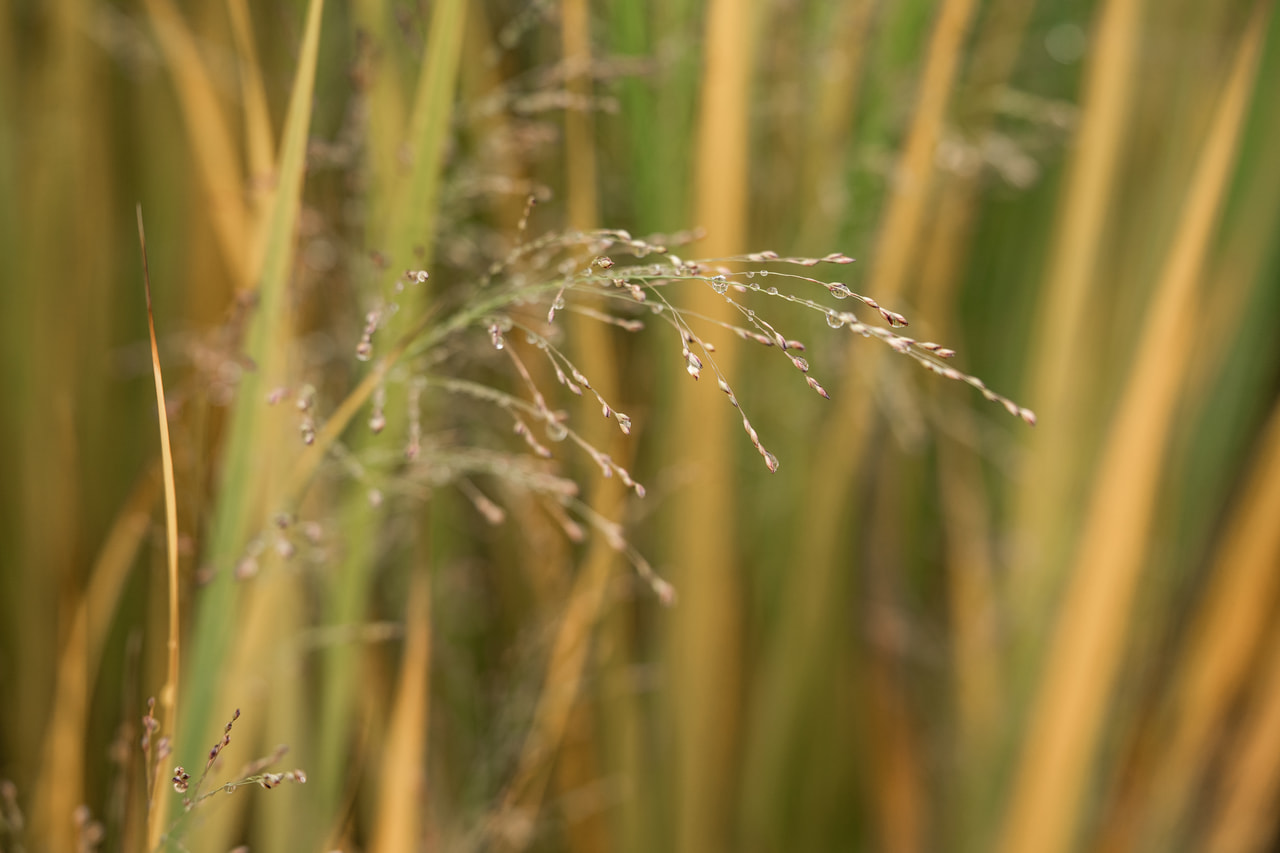 Lännenhirssi Northwind, Loukykvět