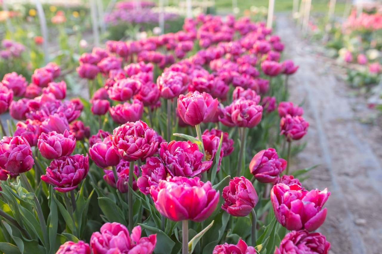 Tulppaani Margarita, Loukykvět