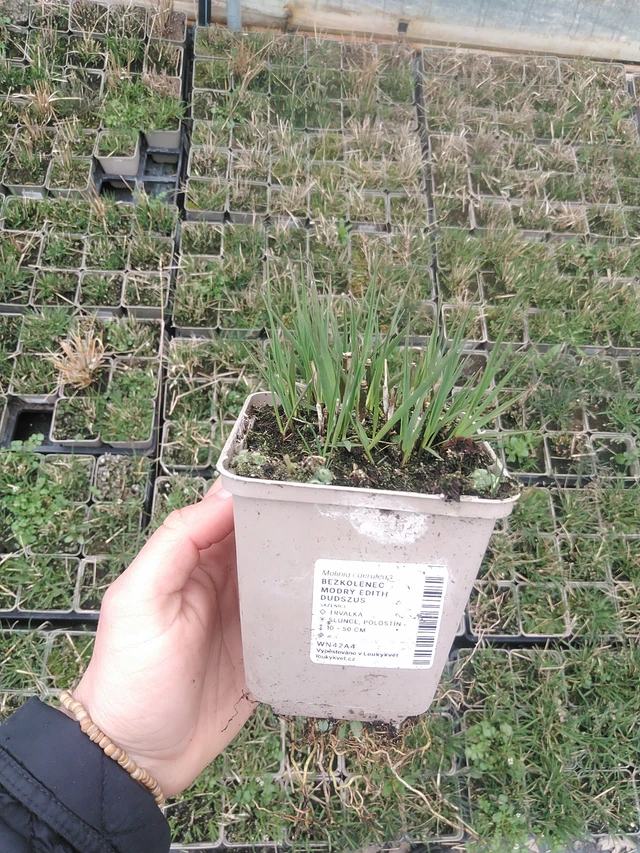 Molinia Edith Dudszus - 20. 4. 2026