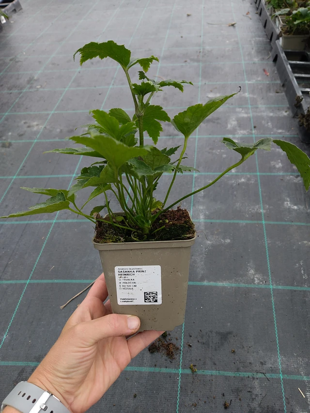 Syysvuokko Prinz Heinrich - 10. 9. 2025