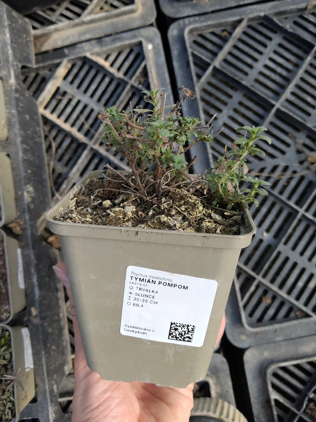 Tomillo Pompom - 27. 3. 2026