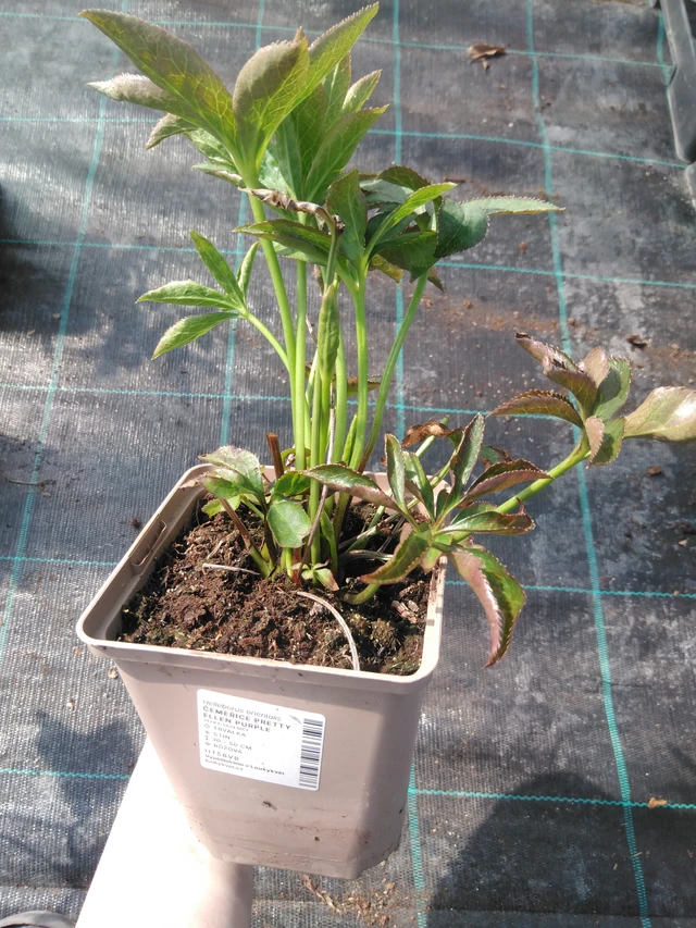 Jouluruusu Pretty Ellen Purple - 3. 4. 2025