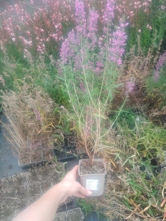 Rantakukka Lady Sackville - 2024