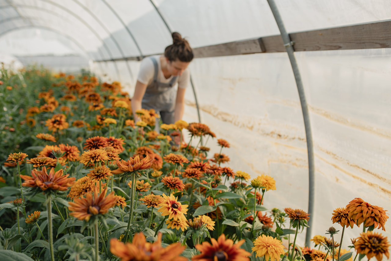 Rudbeckia Cherokee Sunset, Loukykvět