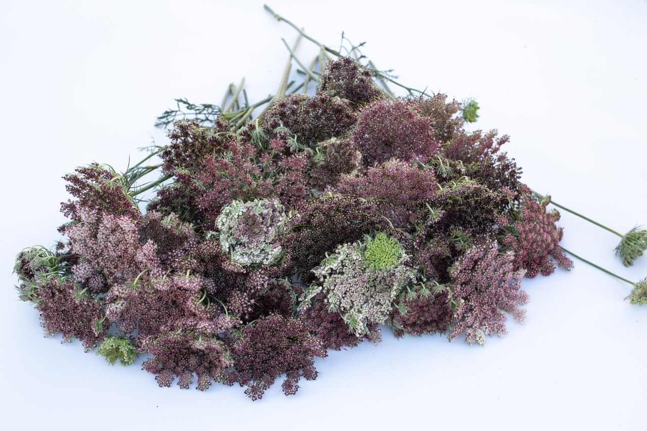 Zanahoria ornamental Dara, Loukykvět