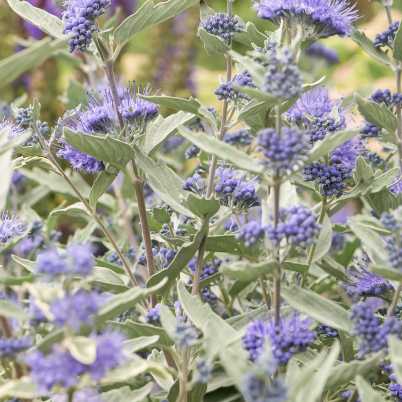 Caryopteris Sterling Silver, Loukykvět