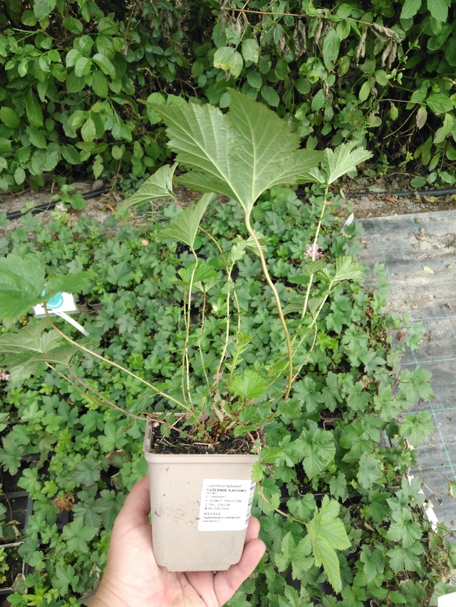 Filipendula Kahome - 2024