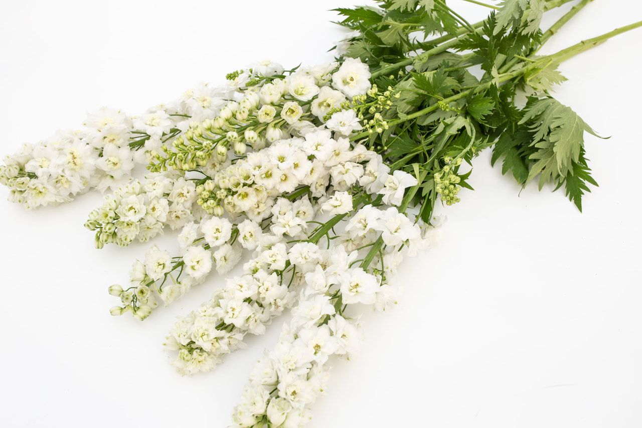 Jaloritarinkannus Magic Fountains Pure White, Loukykvět