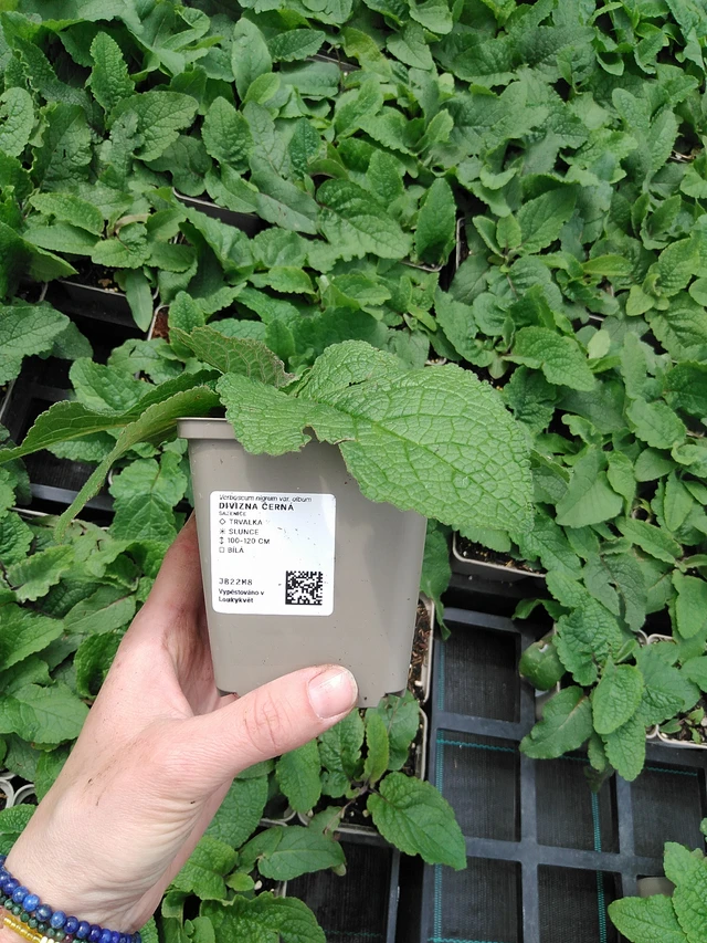 Verbascum nigrum - 9. 6. 2025