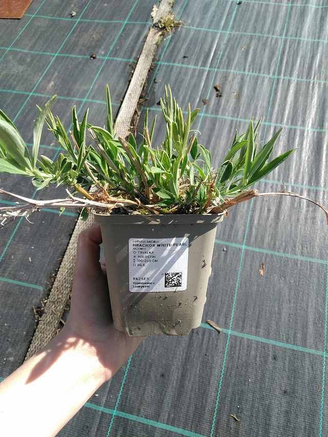 Tuoksuherne White Pearl - 7. 4. 2026