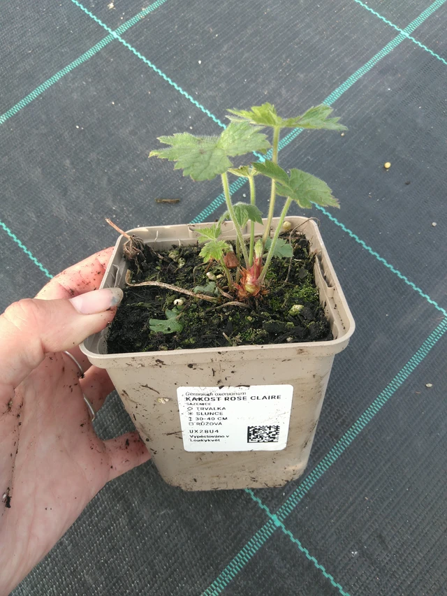 Kurjenpolvi Rose Claire - 11. 7. 2025