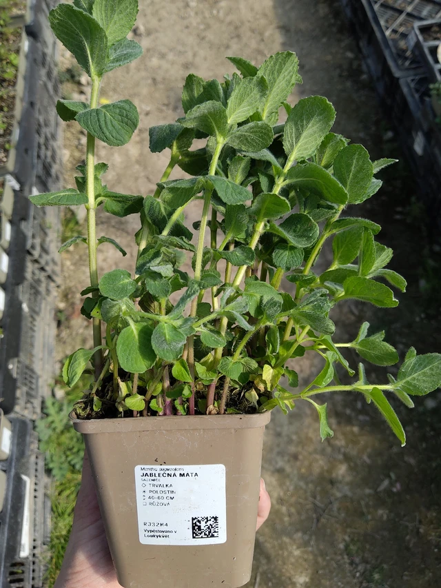 Omenaminttu - 27. 3. 2026