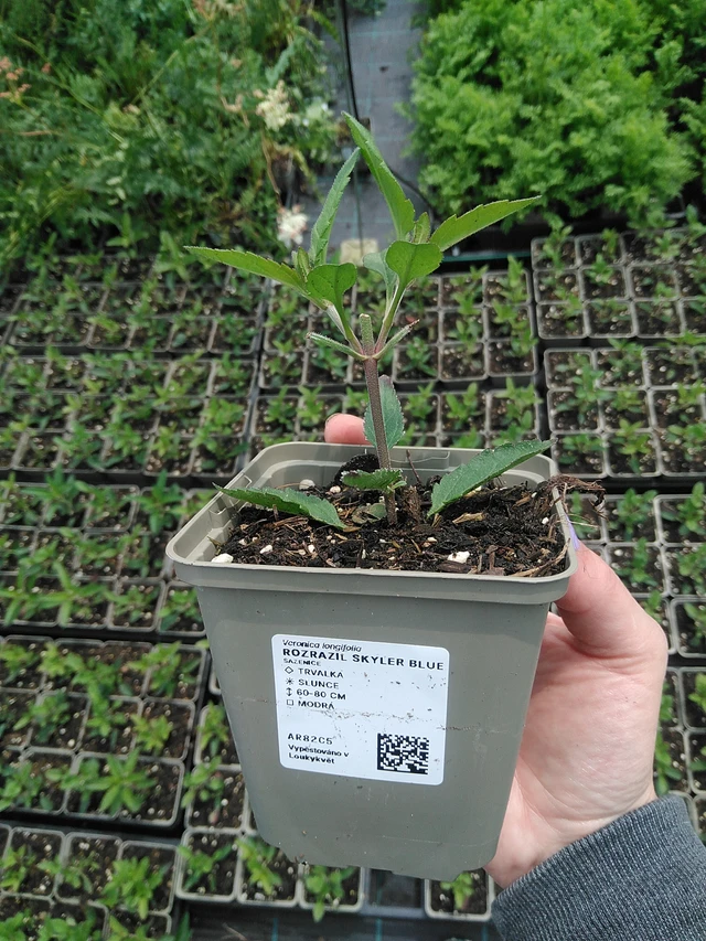 Tädyke Skyler Blue - 9. 6. 2025