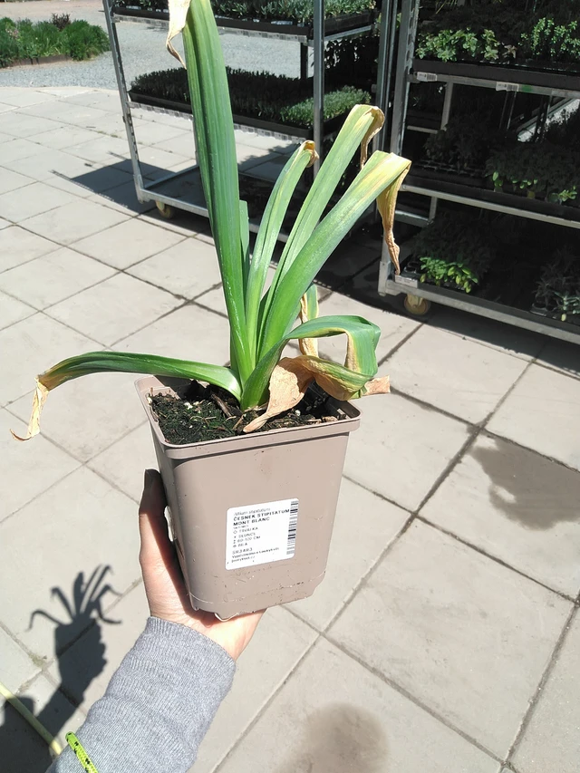 Allium stipitatum Mont Blanc - 15. 5. 2025