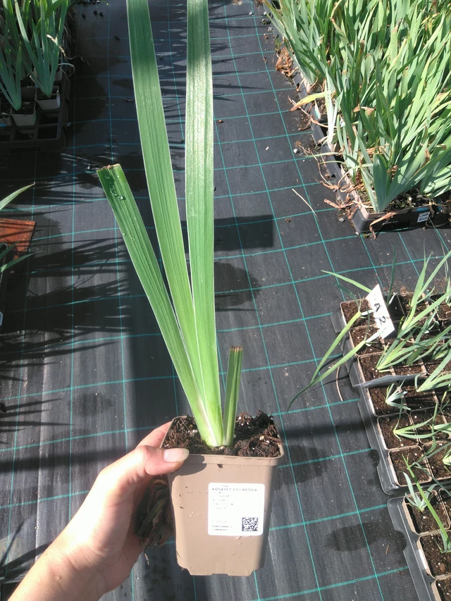 Kurjenmiekka Glacier - 11. 7. 2025