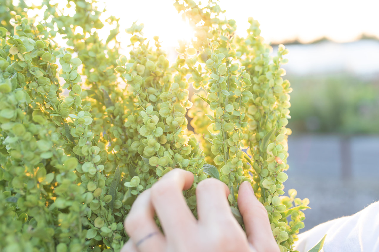 Tuinmelde Plume Green, Loukykvět