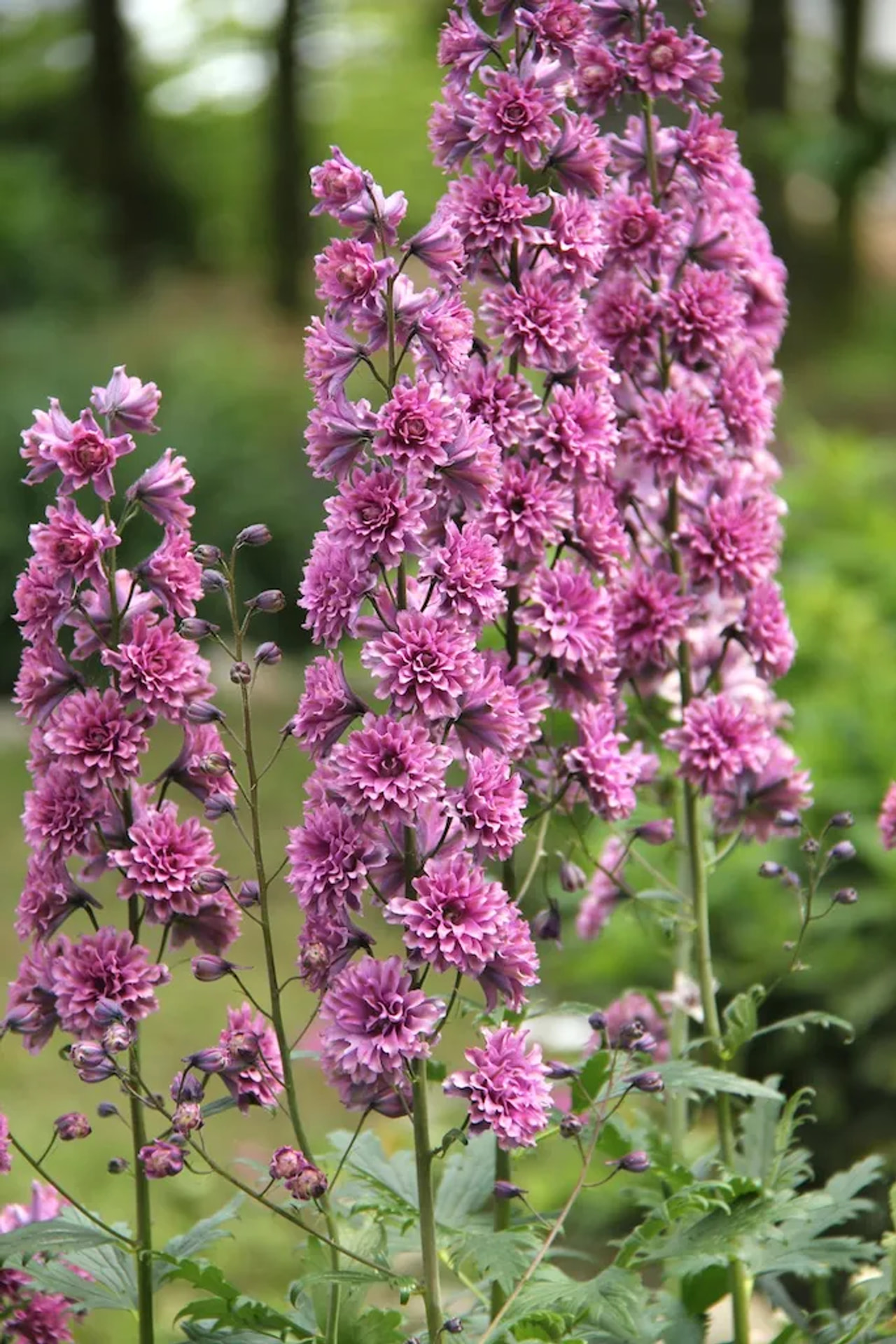 Espuela de caballero Highlander Flamenco, Loukykvět